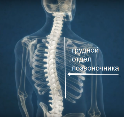 Остеохондроз грудного отдела позвоночника